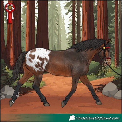 Horse Color:Bay Appaloosa