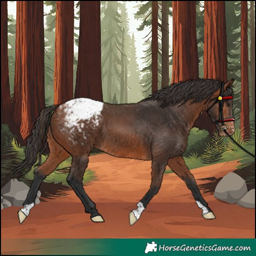 Horse Color:Bay Appaloosa