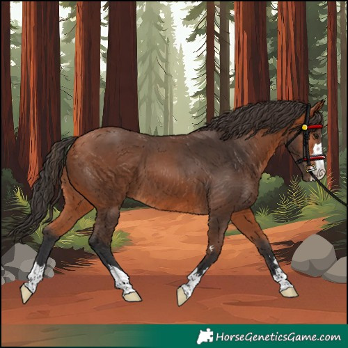 Horse Color:Bay 
