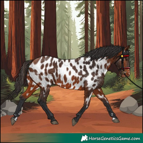Horse Color:Bay Appaloosa