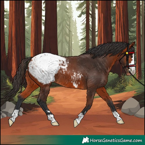 Horse Color:Bay Snowcap