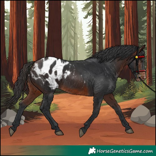 Horse Color:Brown Blanket 