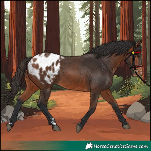 Horse Color:Bay Blanket 
