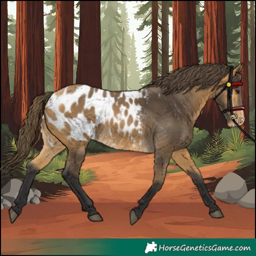 Horse Color:Buckskin Blanket 