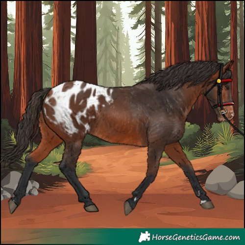 Horse Color:Bay Blanket