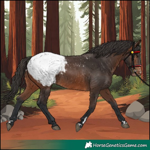 Horse Color:Brown Appaloosa