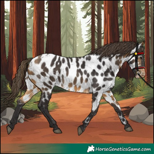 Horse Color:Buckskin Appaloosa
