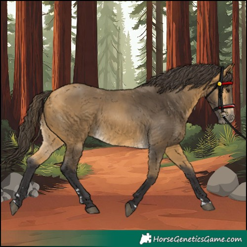 Horse Color:Buckskin