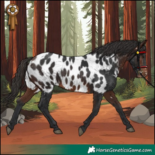 Horse Color:Brown Appaloosa