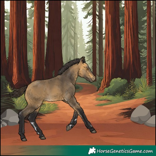 Horse Color:Buckskin 