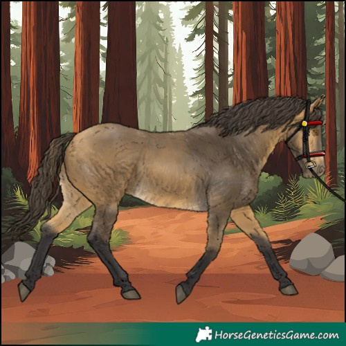 Horse Color:Buckskin