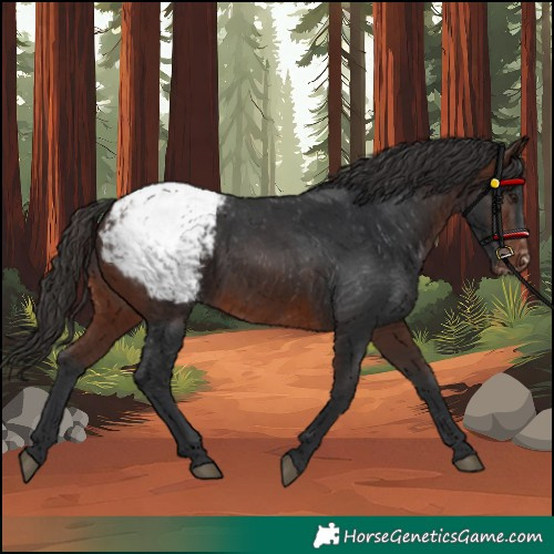 Horse Color:Brown Appaloosa
