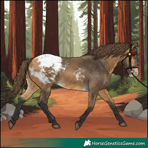 Horse Color:Buckskin Appaloosa 
