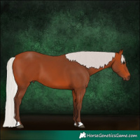 Horse Color:Silver Bay 