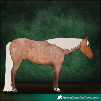 Horse Color:Silver Bay Roan