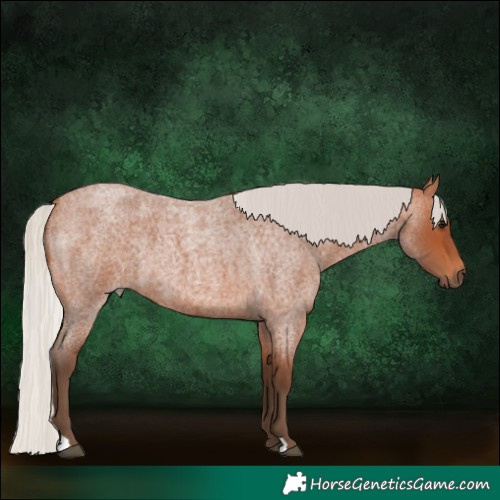 Horse Color:Silver Bay Roan