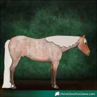 Horse Color:Silver Bay Roan