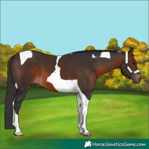 Horse Color:Brown Tobiano