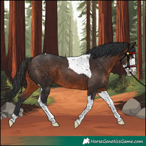 Horse Color:Brown Sabino Tobiano 