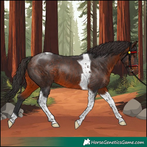 Horse Color:Brown Tobiano