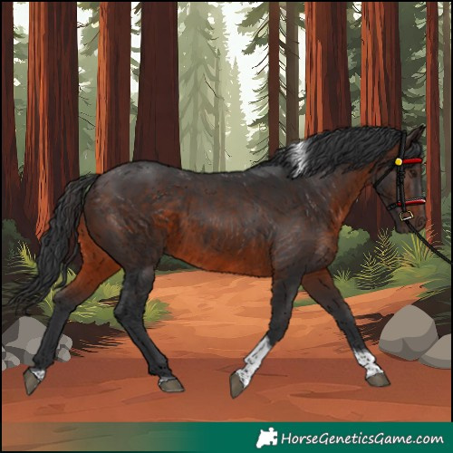 Horse Color:Brown Tobiano 