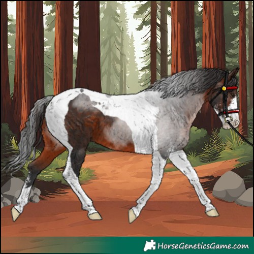 Horse Color:Brown Sabino Tobiano 