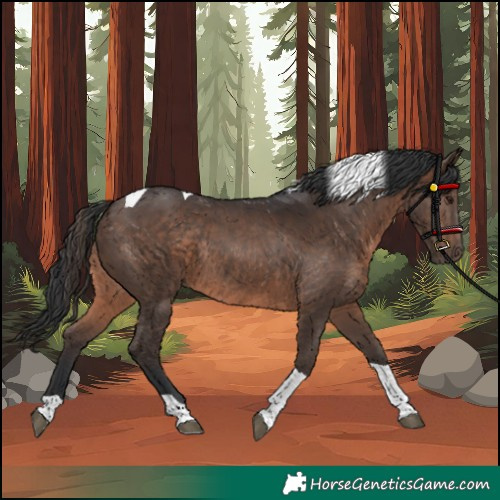 Horse Color:Brown Tobiano Rabicano 