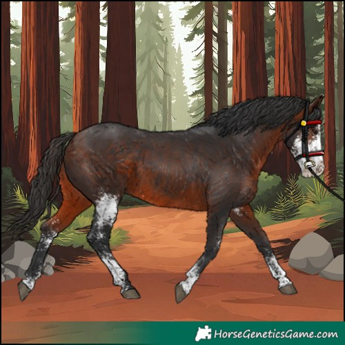 Horse Color:Bay Sabino Rabicano 