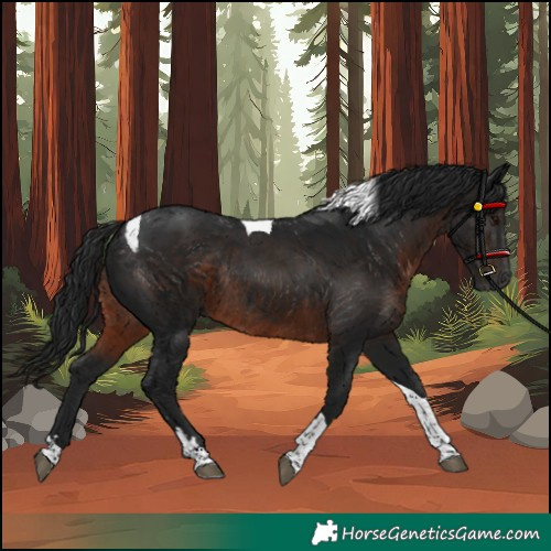 Horse Color:Gray Brown Tobiano Rabicano