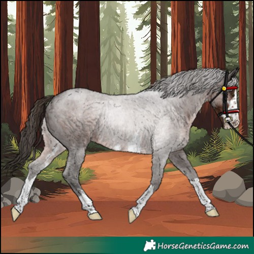 Horse Color:Liver Chestnut Rabicano