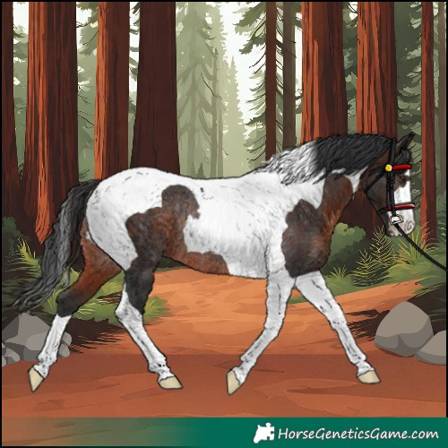 Horse Color:Brown Tobiano Rabicano