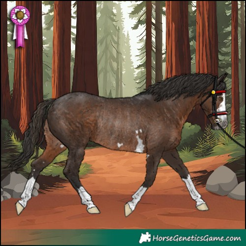 Horse Color:Gray Liver Chestnut Rabicano