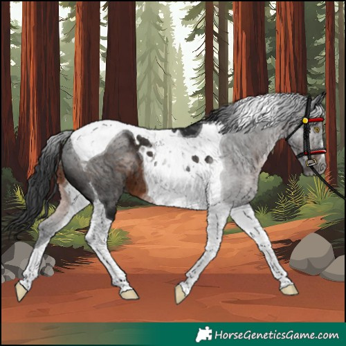 Horse Color:Gray Brown Tobiano 