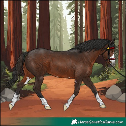 Horse Color:Gray Liver Chestnut 