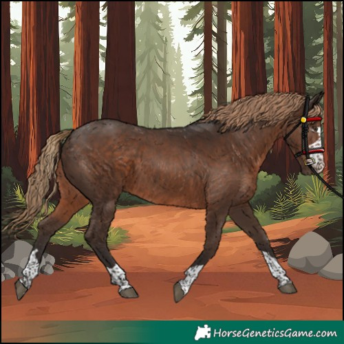 Horse Color:Liver Chestnut Rabicano