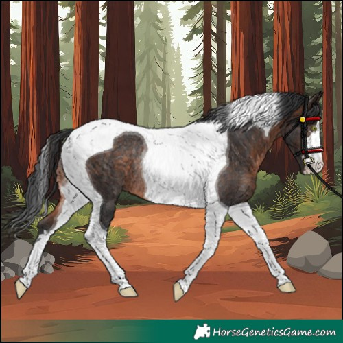 Horse Color:Brown Tobiano Rabicano