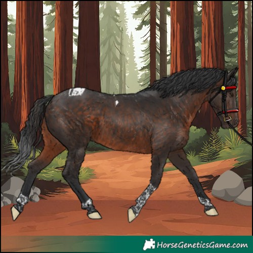 Horse Color:Brown Tobiano