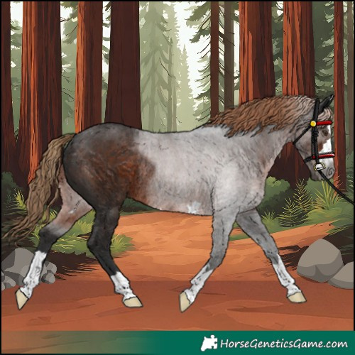 Horse Color:Gray Liver Chestnut Rabicano 