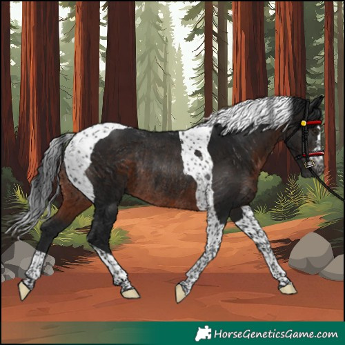 Horse Color:Gray Brown Tobiano Rabicano