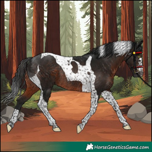 Horse Color:Gray Brown Tobiano Rabicano