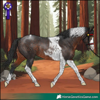 Horse Color:Brown Tobiano Rabicano 