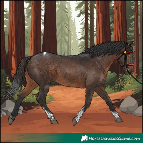 Horse Color:Brown Tobiano