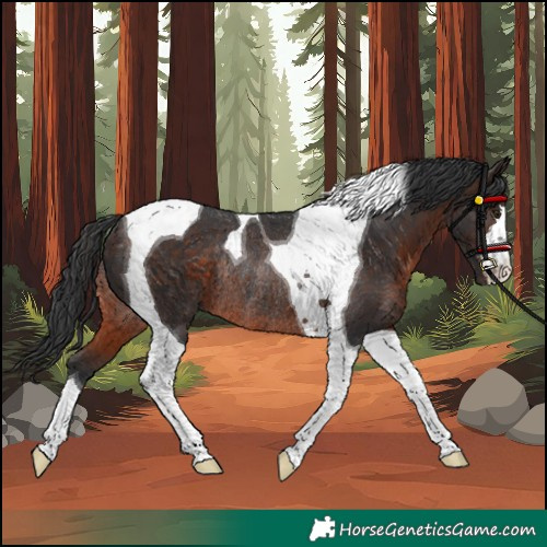 Horse Color:Brown Tobiano Rabicano 