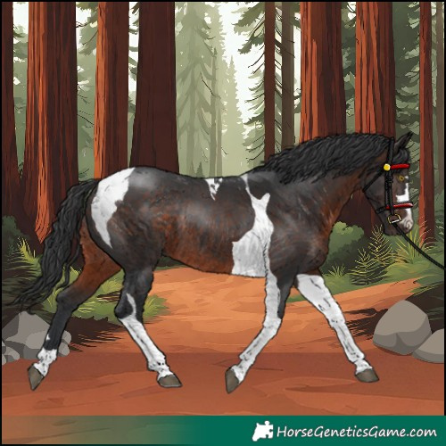 Horse Color:Brown Tobiano Rabicano