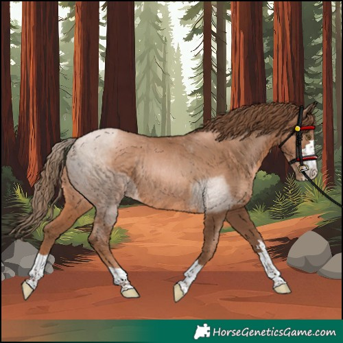 Horse Color:Liver Chestnut Pearl Rabicano