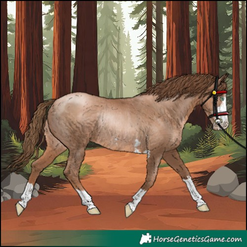 Horse Color:Liver Chestnut Pearl Rabicano 
