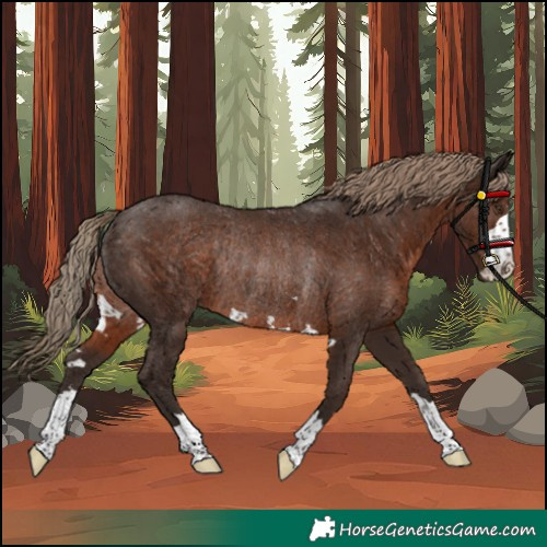 Horse Color:Liver Chestnut Rabicano 