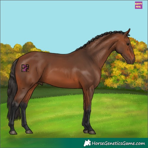 Horse Color:Bay 