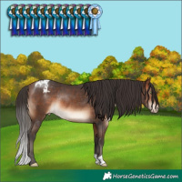 Horse Color:Brown Blanket Rabicano