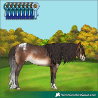 Horse Color:Brown Appaloosa Rabicano